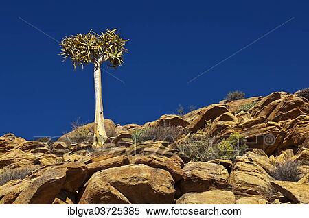 "Quiver Tree or Kokerboom (Aloe dichotoma), Goegap Nature Reserve, Springbok, Namaqualand, Northern Cape, South Africa, Africa" View Large Photo Image Stock Photography - "Quiver Tree or Kokerboom (Aloe dichotoma), Goegap Nature Reserve, Springbok, Namaqualand, Northern Cape, South Africa, Africa". Fotosearch