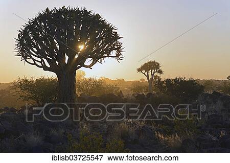 "Quiver trees (Aloe dichotoma) at sunset, Keetmanshoop, Karas Region, Namibia, Africa" View Large Photo Image Stock Photo - "Quiver trees (Aloe dichotoma) at sunset, Keetmanshoop, Karas Region, Namibia, Africa". Fotosearch