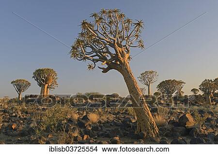 "Quiver trees (Aloe dichotoma) in early morning light, Keetmanshoop, Karas Region, Namibia, Africa" View Large Photo Image Picture - "Quiver trees (Aloe dichotoma) in early morning light, Keetmanshoop, Karas Region, Namibia, Africa". Fotosearch