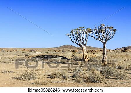 "Quiver Trees or Kokerboom (Aloe dichotoma), ‪Namib-Naukluft National Park‬, Namibia, Africa" View Large Photo Image Stock Photograph - "Quiver Trees or Kokerboom (Aloe dichotoma), ‪Namib-Naukluft National Park‬, Namibia, Africa". Fotosearch