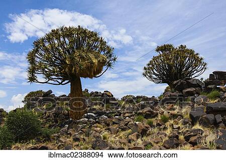 "Quiver Trees or Kokerbooms (Aloe dichotoma), Quiver Tree Forest, Keetmanshoop, Namibia, Africa" View Large Photo Image Picture - "Quiver Trees or Kokerbooms (Aloe dichotoma), Quiver Tree Forest, Keetmanshoop, Namibia, Africa". Fotosearch