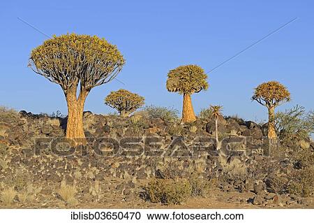 "Quiver Trees or Kokerbooms (Aloe dichotoma), Keetmanshoop, Karas Region, Namibia, Africa" View Large Photo Image Stock Image - "Quiver Trees or Kokerbooms (Aloe dichotoma), Keetmanshoop, Karas Region, Namibia, Africa". Fotosearch