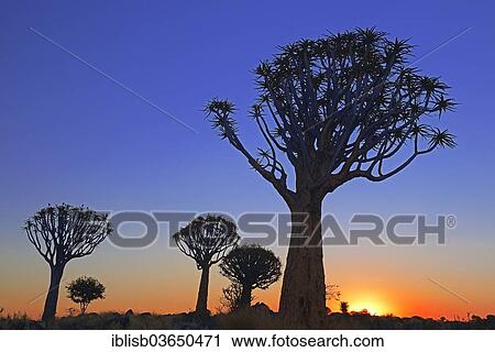 Stock Image - "Quiver Trees or Kokerbooms (Aloe dichotoma) at sunrise, Keetmanshoop, Karas Region, Namibia, Africa". Fotosearch