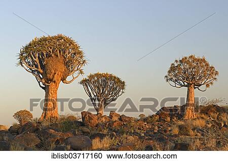 "Quiver Trees or Kokerbooms (Aloe dichotoma) in the early morning light, Keetmanshoop, Karas Region, Namibia, Africa" View Large Photo Image Stock Image - "Quiver Trees or Kokerbooms (Aloe dichotoma) in the early morning light, Keetmanshoop, Karas Region, Namibia, Africa". Fotosearch