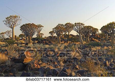 Stock Image - "Quiver Trees or Kokerbooms (Aloe dichotoma) in the early morning light, Keetmanshoop, Karas Region, Namibia, Africa". Fotosearch