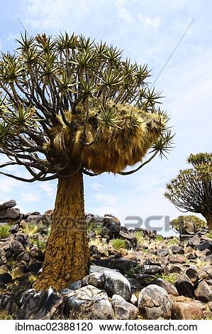 "Quiver Trees or Kokerbooms (Aloe dichotoma), Quiver Tree Forest, Keetmanshoop, Namibia, Africa" View Large Photo Image Stock Image - "Quiver Trees or Kokerbooms (Aloe dichotoma), Quiver Tree Forest, Keetmanshoop, Namibia, Africa". Fotosearch