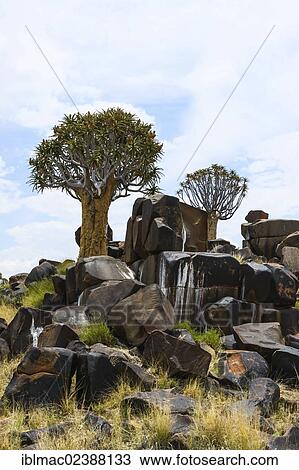 "Quiver Trees or Kokerbooms (Aloe dichotoma), Quiver Tree Forest, Keetmanshoop, Namibia, Africa" View Large Photo Image Stock Image - "Quiver Trees or Kokerbooms (Aloe dichotoma), Quiver Tree Forest, Keetmanshoop, Namibia, Africa". Fotosearch