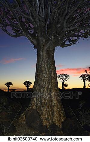Stock Image - "Quiver Trees or Kokerbooms (Aloe dichotoma), Quiver Tree Forest, near Keetmannshoop, Karas Region, Namibia, Africa". Fotosearch
