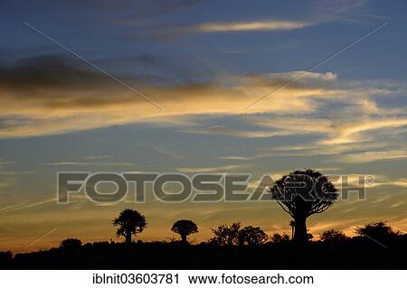 "Quiver Trees or Kokerbooms (Aloe dichotoma), Quiver Tree Forest, near Keetmannshoop, Karas Region, Namibia, Africa" View Large Photo Image Stock Image - "Quiver Trees or Kokerbooms (Aloe dichotoma), Quiver Tree Forest, near Keetmannshoop, Karas Region, Namibia, Africa". Fotosearch