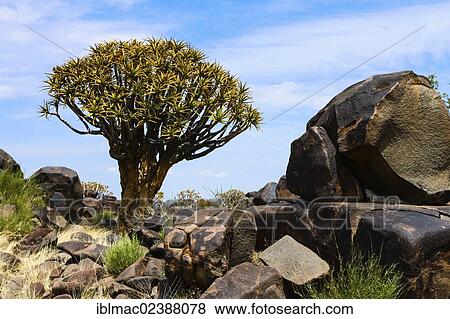 "Quiver Trees or Kokerbooms (Aloe dichotoma), Quiver Tree Forest, Keetmanshoop, Namibia, Africa" View Large Photo Image Stock Photo - "Quiver Trees or Kokerbooms (Aloe dichotoma), Quiver Tree Forest, Keetmanshoop, Namibia, Africa". Fotosearch