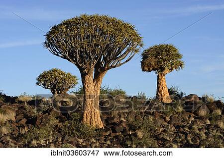 Stock Photo - "Quiver Trees or Kokerbooms (Aloe dichotoma), Quiver Tree Forest, near Keetmannshoop, Karas Region, Namibia, Africa". Fotosearch