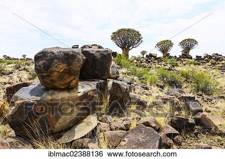 "Quiver Trees or Kokerbooms (Aloe dichotoma), Quiver Tree Forest, Keetmanshoop, Namibia, Africa" View Large Photo Image Stock Photograph - "Quiver Trees or Kokerbooms (Aloe dichotoma), Quiver Tree Forest, Keetmanshoop, Namibia, Africa". Fotosearch