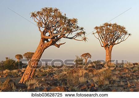 "Quiver Trees or Kokerbooms (Aloe dichotoma) in the early morning light, Keetmanshoop, Karas Region, Namibia, Africa" View Large Photo Image Stock Photography - "Quiver Trees or Kokerbooms (Aloe dichotoma) in the early morning light, Keetmanshoop, Karas Region, Namibia, Africa". Fotosearch