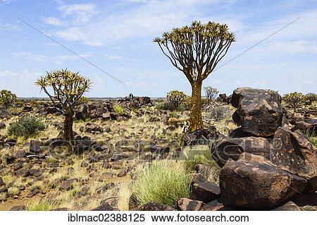 "Quiver Trees or Kokerbooms (Aloe dichotoma), Quiver Tree Forest, Keetmanshoop, Namibia, Africa" View Large Photo Image Stock Photography - "Quiver Trees or Kokerbooms (Aloe dichotoma), Quiver Tree Forest, Keetmanshoop, Namibia, Africa". Fotosearch