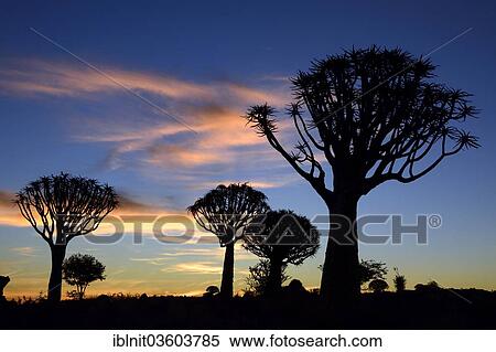 "Quiver Trees or Kokerbooms (Aloe dichotoma), Quiver Tree Forest, near Keetmannshoop, Karas Region, Namibia, Africa" View Large Photo Image Stock Photography - "Quiver Trees or Kokerbooms (Aloe dichotoma), Quiver Tree Forest, near Keetmannshoop, Karas Region, Namibia, Africa". Fotosearch