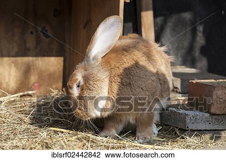 "Rabbit (Oryctolagus cuniculus forma domestica), Hesse, Germany, Europe" View Large Photo Image Stock Image - "Rabbit (Oryctolagus cuniculus forma domestica), Hesse, Germany, Europe". Fotosearch