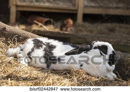 "Rabbit (Oryctolagus cuniculus forma domestica), Hesse, Germany, Europe" View Large Photo Image Stock Photo - "Rabbit (Oryctolagus cuniculus forma domestica), Hesse, Germany, Europe". Fotosearch