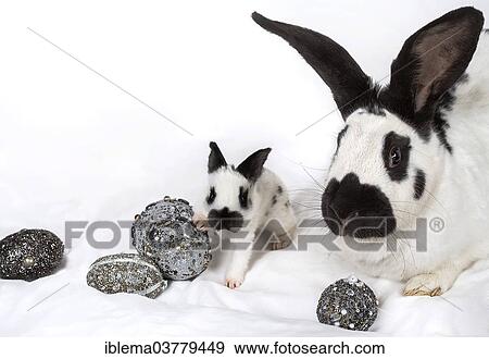 "Rabbits, adult with young, kitten, and precious Easter eggs" View Large Photo Image Stock Photo - "Rabbits, adult with young, kitten, and precious Easter eggs". Fotosearch