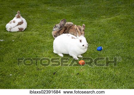 "Rabbits as Easter bunnies with Easter eggs on the island of Mainau, Baden-Wuerttemberg, Germany, Europe" View Large Photo Image Picture - "Rabbits as Easter bunnies with Easter eggs on the island of Mainau, Baden-Wuerttemberg, Germany, Europe". Fotosearch