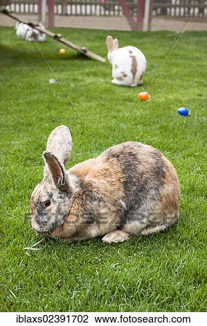 Stock Image - "Rabbits as Easter bunnies with Easter eggs on the island of Mainau, Baden-Wuerttemberg, Germany, Europe". Fotosearch
