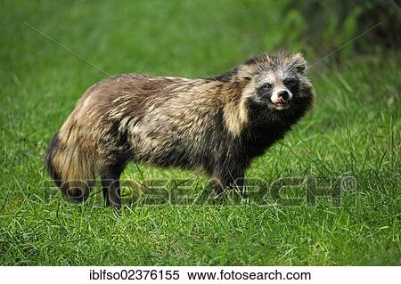 "Raccoon Dog, Magnut or Tanuki (Nyctereutes procyonoides), captive, Hesse, Germany, Europe, PublicGround, Europe" View Large Photo Image Stock Photography - "Raccoon Dog, Magnut or Tanuki (Nyctereutes procyonoides), captive, Hesse, Germany, Europe, PublicGround, Europe". Fotosearch