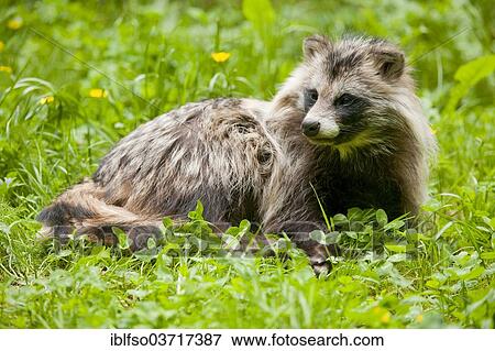 "Raccoon dog (Nyctereutes procyonoides) lying on a meadow, captive, Baden-Wurttemberg, Germany, Europe" View Large Photo Image Stock Photo - "Raccoon dog (Nyctereutes procyonoides) lying on a meadow, captive, Baden-Wurttemberg, Germany, Europe". Fotosearch