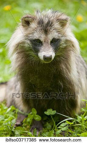 "Raccoon dog (Nyctereutes procyonoides) sitting on a meadow, captive, Baden-Wurttemberg, Germany, Europe" View Large Photo Image Stock Photography - "Raccoon dog (Nyctereutes procyonoides) sitting on a meadow, captive, Baden-Wurttemberg, Germany, Europe". Fotosearch