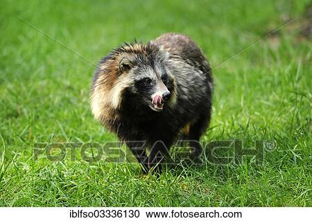 "Raccoon Dog (Nyctereutes procyonoides), captive, Baden-Wurttemberg, Germany, Europe" View Large Photo Image Stock Image - "Raccoon Dog (Nyctereutes procyonoides), captive, Baden-Wurttemberg, Germany, Europe". Fotosearch