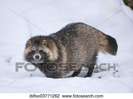 "Raccoon Dog or Tanuki (Nyctereutes procyonoides) standing in the snow, Baden-Wuerttemberg, Germany, Europe" View Large Photo Image Stock Image - "Raccoon Dog or Tanuki (Nyctereutes procyonoides) standing in the snow, Baden-Wuerttemberg, Germany, Europe". Fotosearch