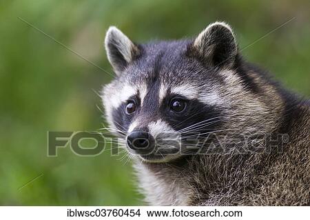 "Raccoon (Procyon lotor), captive, Saarland, Germany, Europe" View Large Photo Image Picture - "Raccoon (Procyon lotor), captive, Saarland, Germany, Europe". Fotosearch