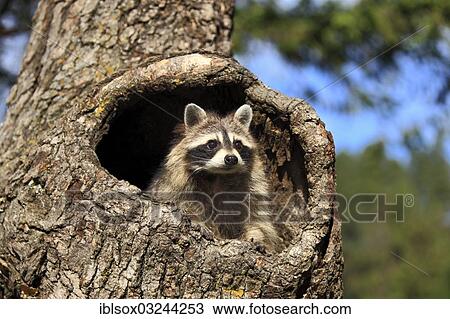 "Raccoon (Procyon lotor), captive, female in its den, Montana, United States, North America" View Large Photo Image Stock Image - "Raccoon (Procyon lotor), captive, female in its den, Montana, United States, North America". Fotosearch