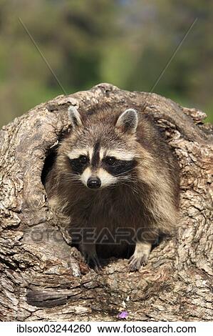 "Raccoon (Procyon lotor), captive, female in its den, Montana, United States, North America" View Large Photo Image Stock Image - "Raccoon (Procyon lotor), captive, female in its den, Montana, United States, North America". Fotosearch