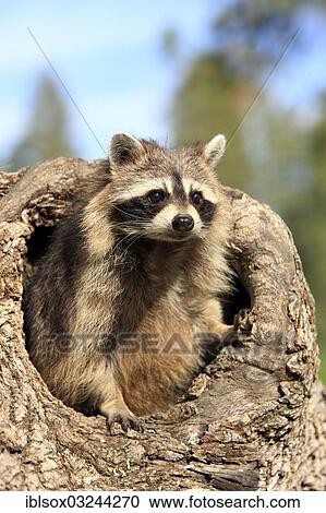 "Raccoon (Procyon lotor), captive, female in its den, Montana, United States, North America" View Large Photo Image Stock Image - "Raccoon (Procyon lotor), captive, female in its den, Montana, United States, North America". Fotosearch