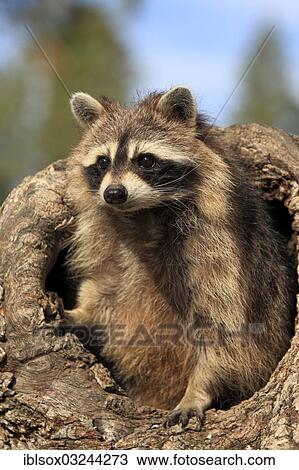"Raccoon (Procyon lotor), captive, female in its den, Montana, United States, North America" View Large Photo Image Stock Image - "Raccoon (Procyon lotor), captive, female in its den, Montana, United States, North America". Fotosearch