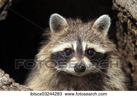 "Raccoon (Procyon lotor), captive, female in its den, portrait, Montana, United States, North America" View Large Photo Image Stock Image - "Raccoon (Procyon lotor), captive, female in its den, portrait, Montana, United States, North America". Fotosearch