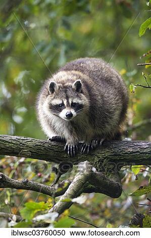 "Raccoon (Procyon lotor), captive, Saarland, Germany, Europe" View Large Photo Image Stock Image - "Raccoon (Procyon lotor), captive, Saarland, Germany, Europe". Fotosearch