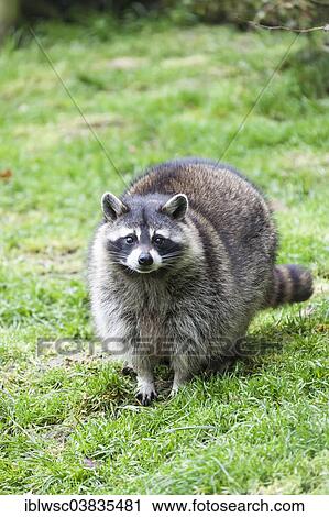 "Raccoon (Procyon lotor), captive, Saarland, Germany, Europe" View Large Photo Image Stock Image - "Raccoon (Procyon lotor), captive, Saarland, Germany, Europe". Fotosearch