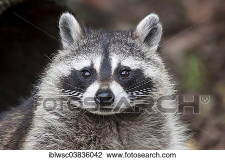"Raccoon (Procyon lotor), captive, Saarland, Germany, Europe" View Large Photo Image Stock Image - "Raccoon (Procyon lotor), captive, Saarland, Germany, Europe". Fotosearch