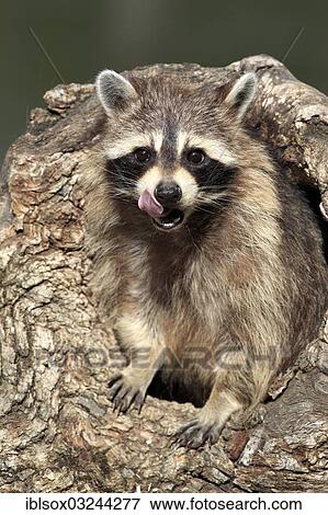 "Raccoon (Procyon lotor), captive, female in its den, Montana, United States, North America" View Large Photo Image Stock Photo - "Raccoon (Procyon lotor), captive, female in its den, Montana, United States, North America". Fotosearch
