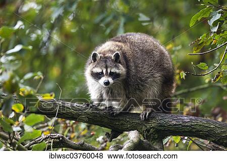 "Raccoon (Procyon lotor), captive, Saarland, Germany, Europe" View Large Photo Image Stock Photo - "Raccoon (Procyon lotor), captive, Saarland, Germany, Europe". Fotosearch