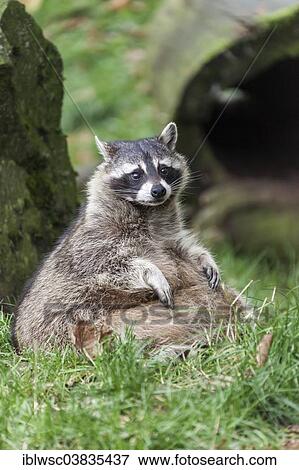 "Raccoon (Procyon lotor), captive, Saarland, Germany, Europe" View Large Photo Image Stock Photo - "Raccoon (Procyon lotor), captive, Saarland, Germany, Europe". Fotosearch
