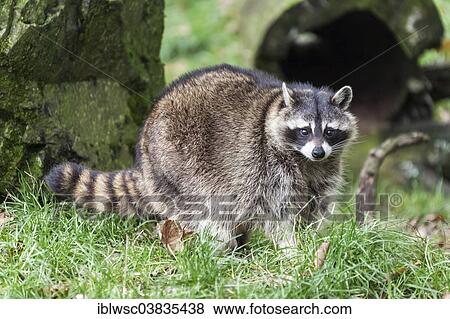 Stock Photo - "Raccoon (Procyon lotor), captive, Saarland, Germany, Europe". Fotosearch