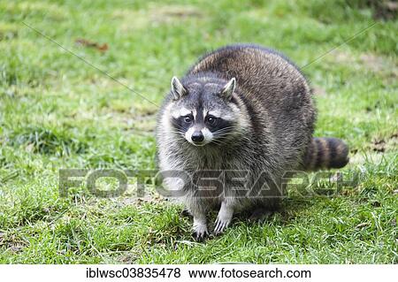 "Raccoon (Procyon lotor), captive, Saarland, Germany, Europe" View Large Photo Image Stock Photo - "Raccoon (Procyon lotor), captive, Saarland, Germany, Europe". Fotosearch