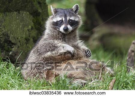 Stock Photograph - "Raccoon (Procyon lotor), captive, Saarland, Germany, Europe". Fotosearch