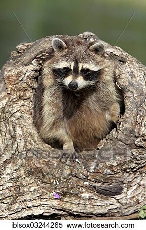 "Raccoon (Procyon lotor), captive, female in its den, Montana, United States, North America" View Large Photo Image Stock Photography - "Raccoon (Procyon lotor), captive, female in its den, Montana, United States, North America". Fotosearch
