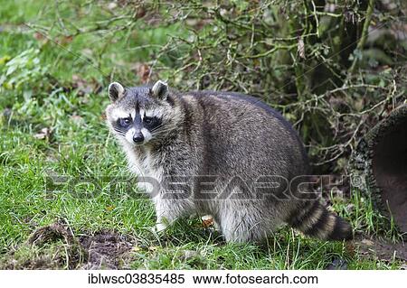 "Raccoon (Procyon lotor), captive, Saarland, Germany, Europe" View Large Photo Image Stock Photography - "Raccoon (Procyon lotor), captive, Saarland, Germany, Europe". Fotosearch