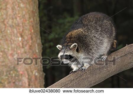 Stock Image - "Raccoon (Procyon lotor) climbing on a tree, Lower Saxony, Germany, Europe". Fotosearch