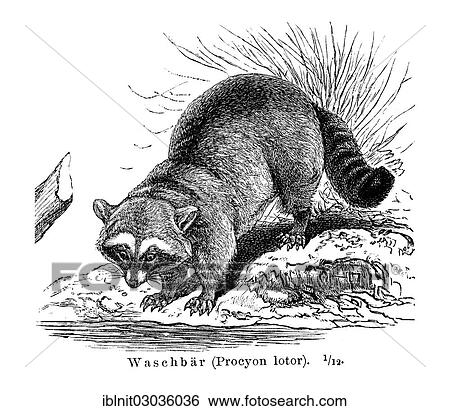 "Raccoon (Procyon lotor), illustration from Meyers Encyclopedia, 1897" View Large Photo Image Stock Photograph - "Raccoon (Procyon lotor), illustration from Meyers Encyclopedia, 1897". Fotosearch
