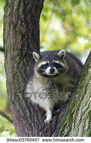 "Raccoon (Procyon lotor) sitting in a tree, captive, Saarland, Germany, Europe" View Large Photo Image Stock Photo - "Raccoon (Procyon lotor) sitting in a tree, captive, Saarland, Germany, Europe". Fotosearch