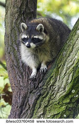 Stock Photo - "Raccoon (Procyon lotor) sitting in a tree, captive, Saarland, Germany, Europe". Fotosearch